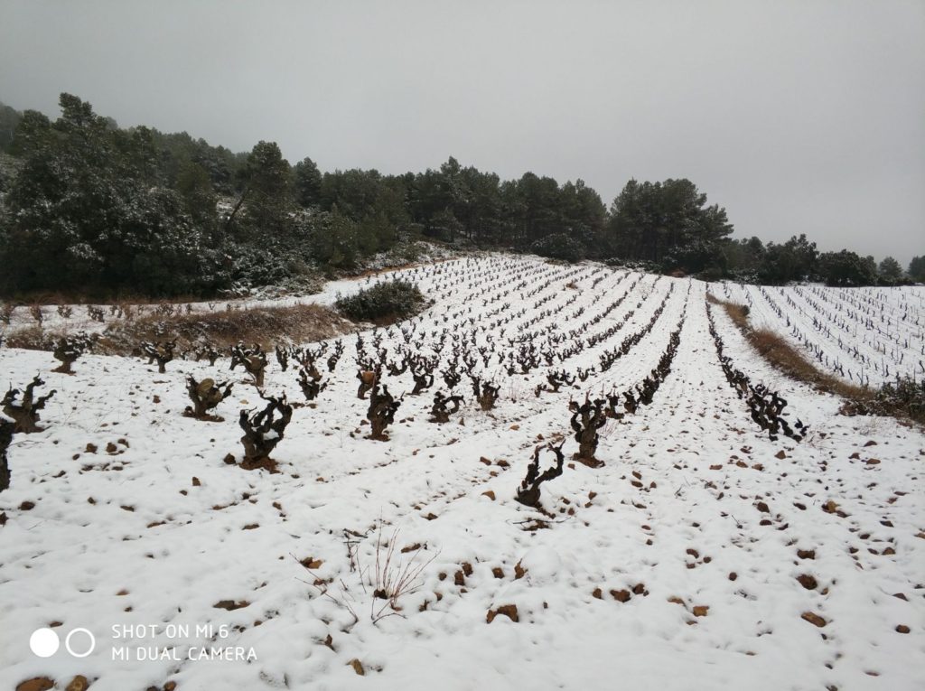 Año de nieves, año de bienes para nuestra comarca Utiel-Requena 0