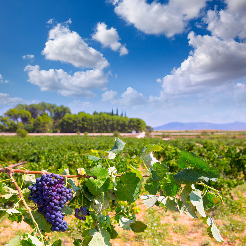 Qué es tendencia en el sector del vino en España 1
