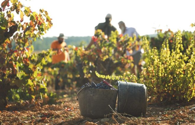 Las tendencias que reinarán 2019 en el sector vinícola 0