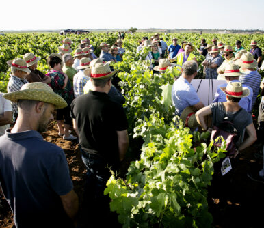 Utiel-Requena celebra una jornada sobre viticultura de precisión y biodiversidad