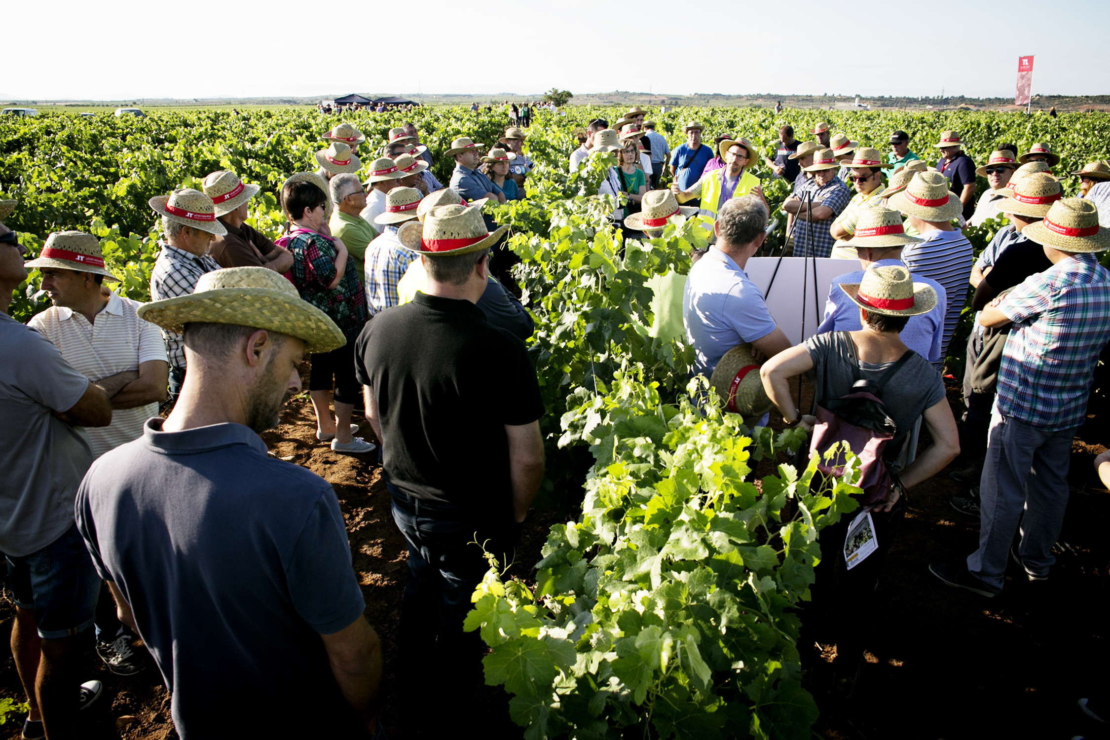 Utiel-Requena celebra una jornada sobre viticultura de precisión y biodiversidad
