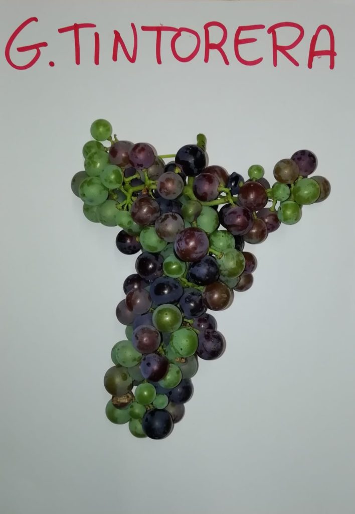 ¿Qué procesos sufren los granos de uva durante el envero? 0