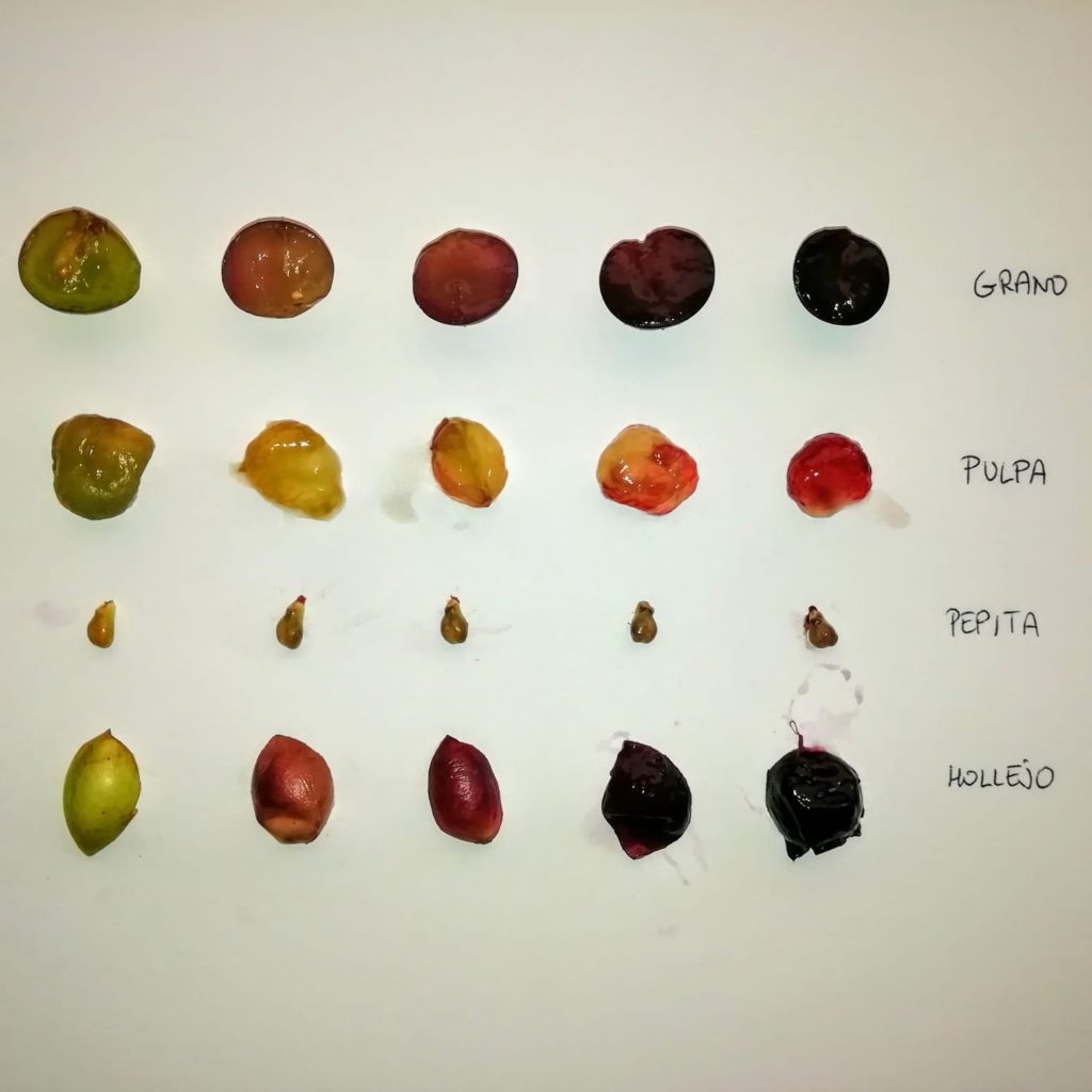 ¿Qué procesos sufren los granos de uva durante el envero? 4