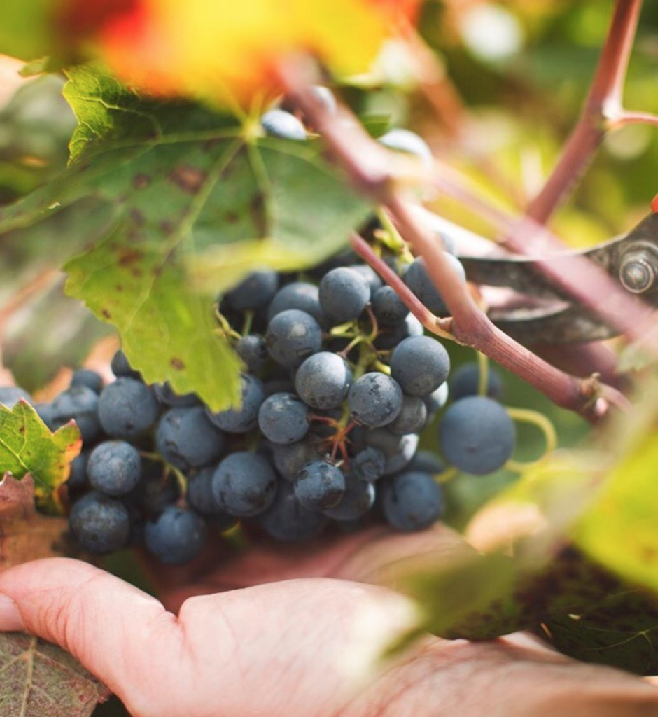 La importancia de la calidad de la uva 0