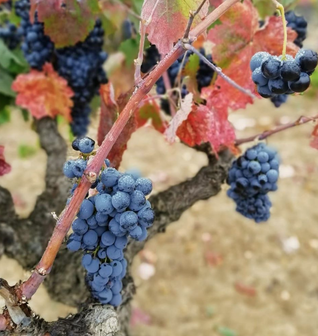 Conoce las partes de la uva y como afectan en la elaboración del vino