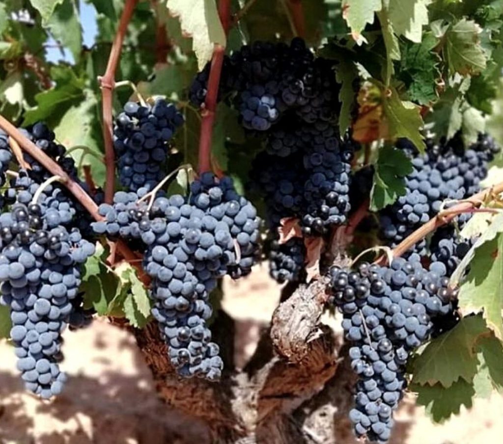 Las variedades de uva de Utiel-Requena II 0