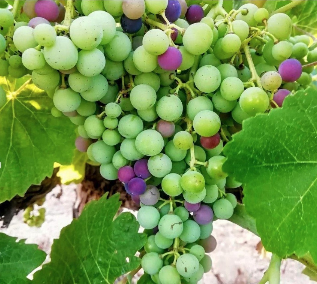 Las variedades de uva de Utiel-Requena