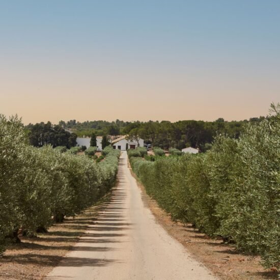 Bodega D.O. UtielRequena - Vicente Gandía Plá