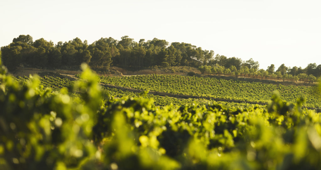 La viticultura ecológica en Utiel-Requena crece un 47% en cuatro años