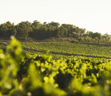 La viticultura ecológica en Utiel-Requena crece un 47% en cuatro años