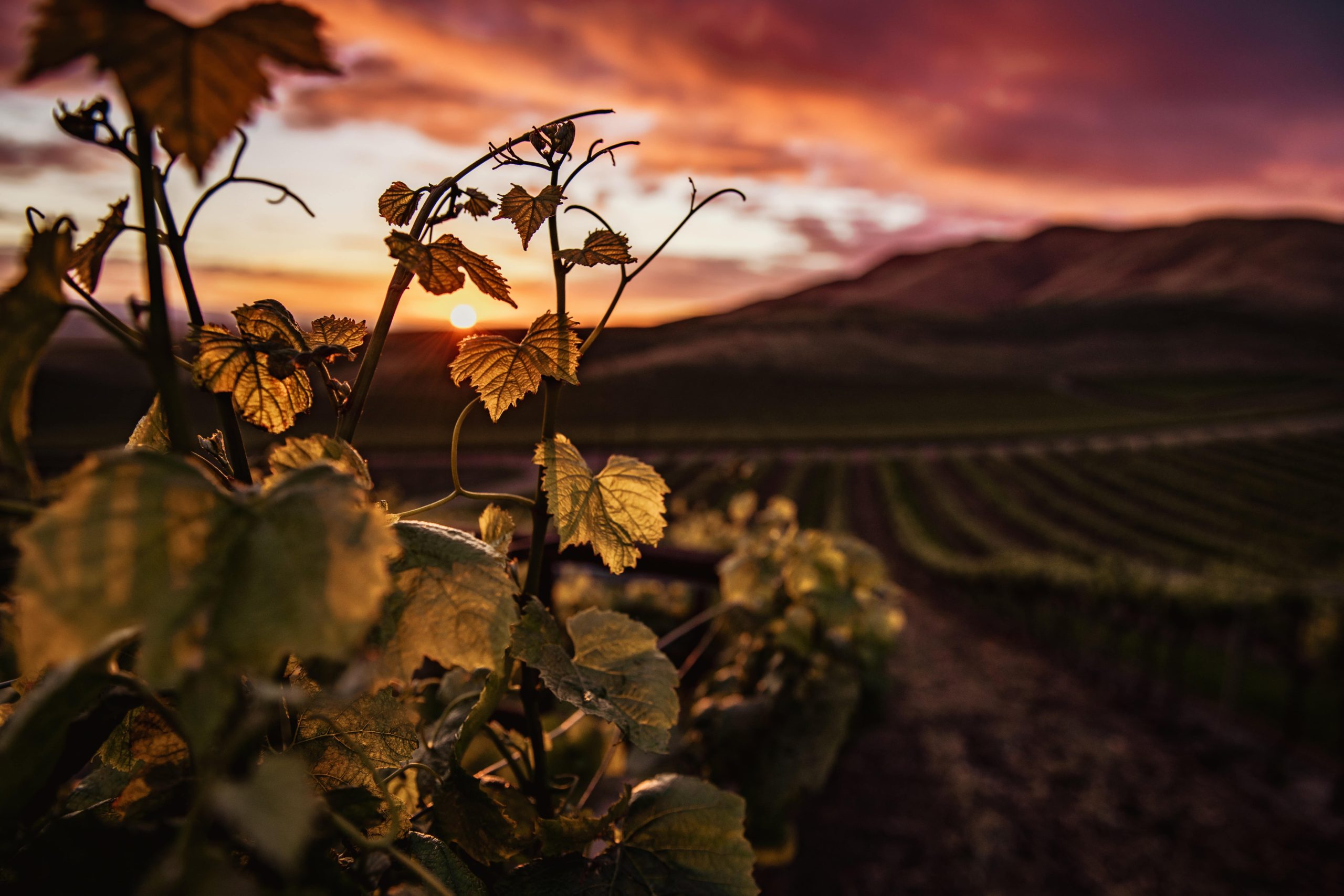 ¿Cómo influye la altura del viñedo en la calidad de la uva y en el vino?