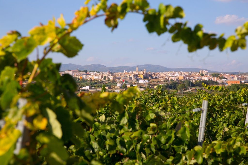 Tierra Bobal, nueva marca de turismo para dinamizar una de las comarcas vitivinícolas más antiguas de la Península 0