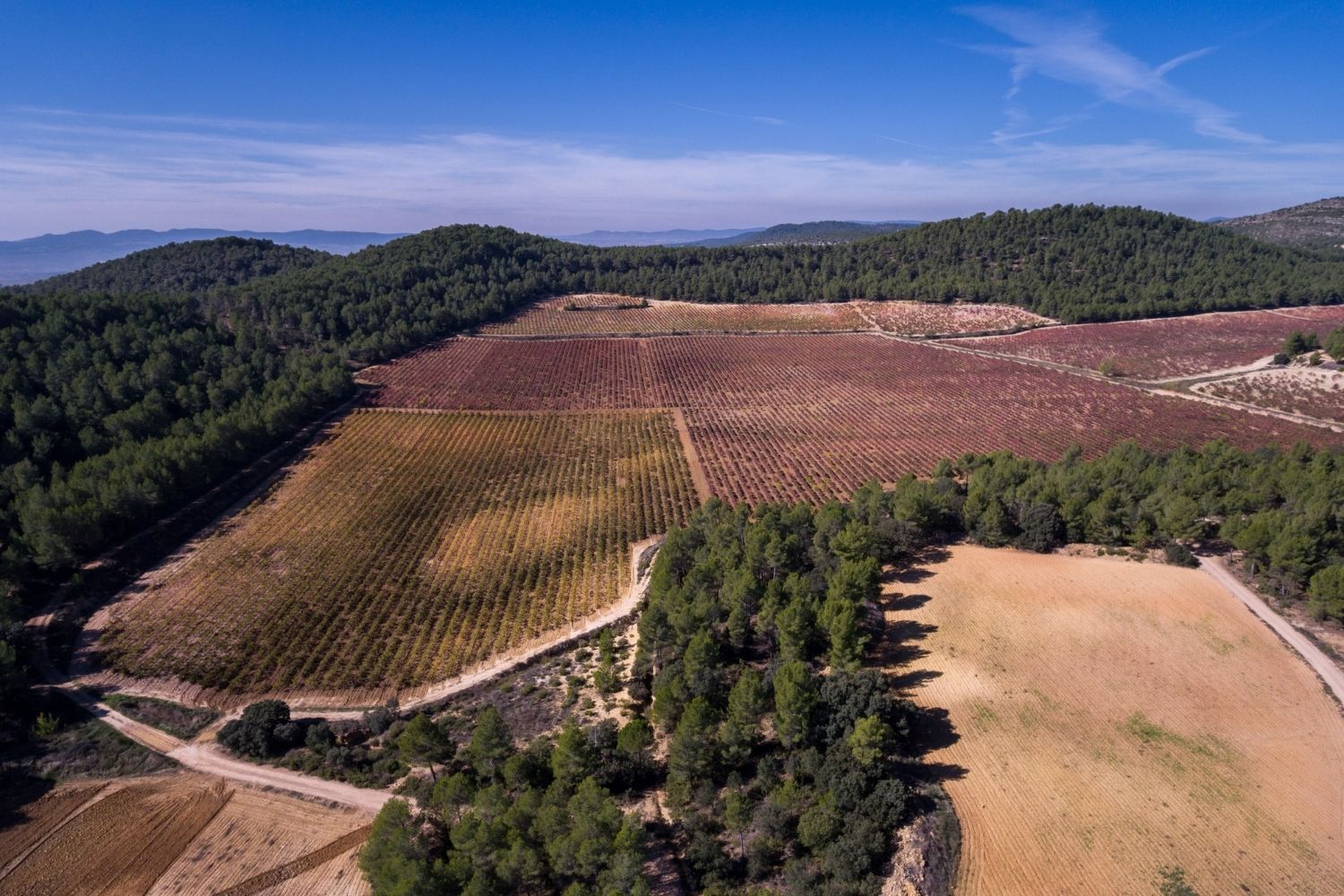 Tierra Bobal, nueva marca de turismo para dinamizar una de las comarcas vitivinícolas más antiguas de la Península