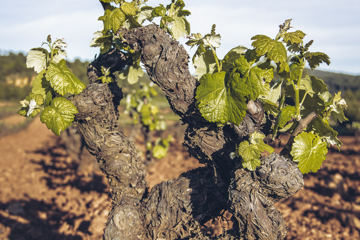 La apuesta por la vitivinicultura ecológica, gran oportunidad para la DO Utiel-Requena