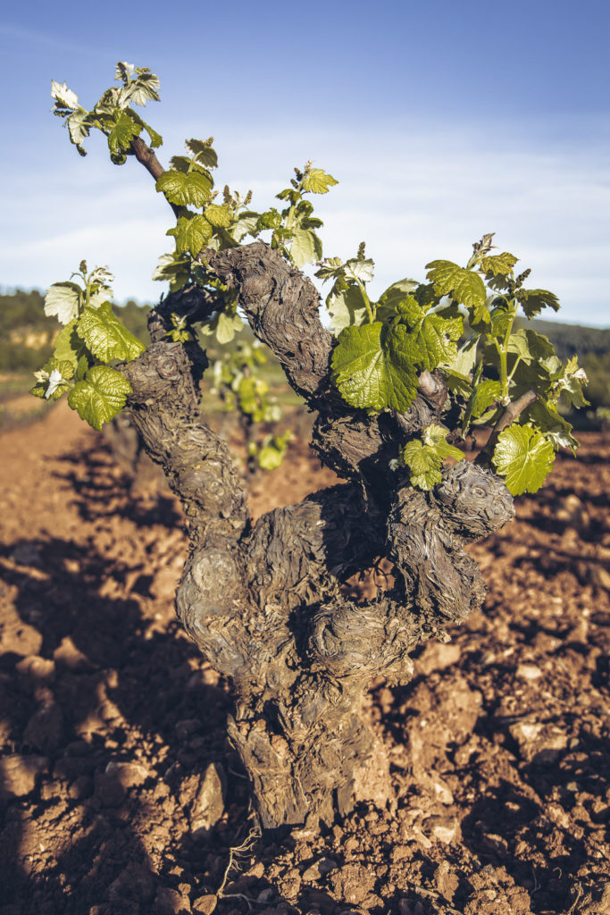 La DO Utiel-Requena y el CAECV organizan un webinar para analizar el sector vitivinícola ecológico