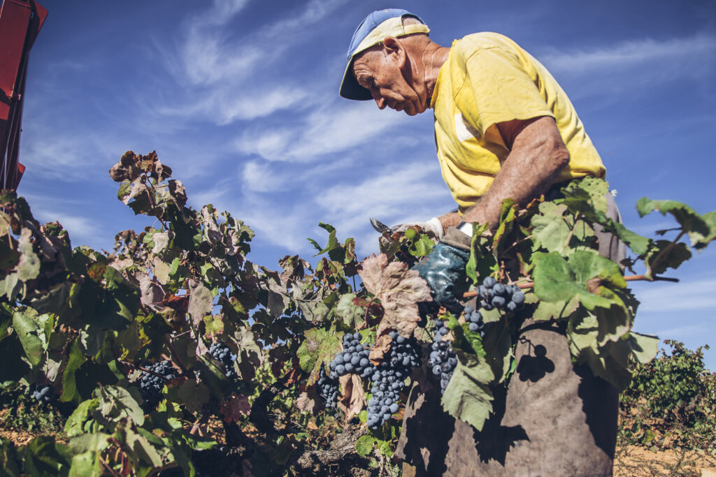 Los vinos de la variedad Bobal crecen en popularidad 0