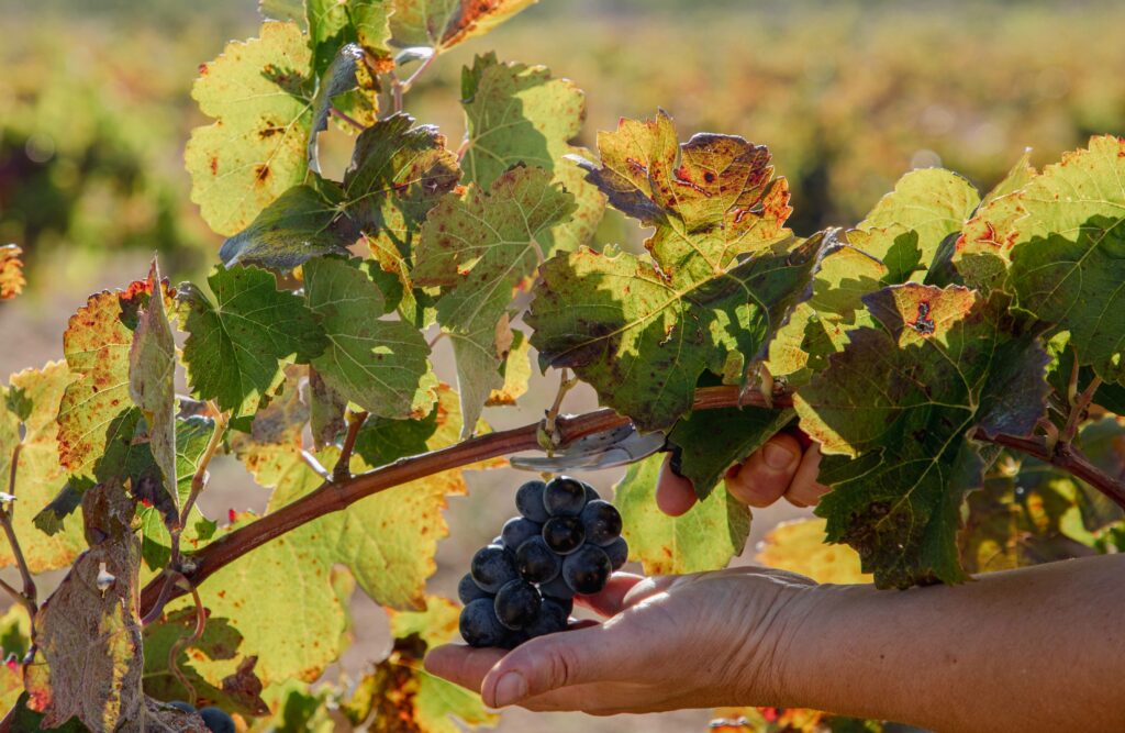 ¿Es la vendimia igual para todas las uvas? 0