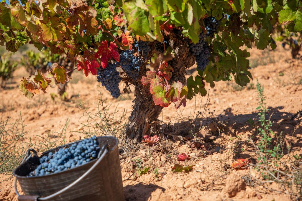 ¿Es la vendimia igual para todas las uvas? 2