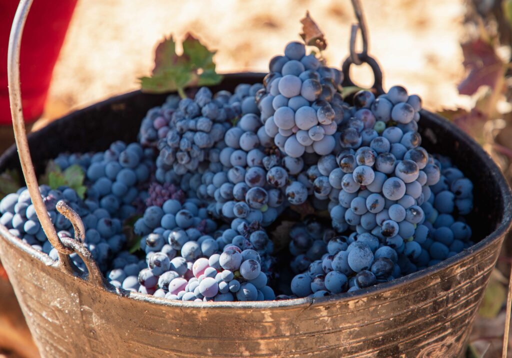 Los vinos Bobal consolidan su posición entre los grandes vinos 1