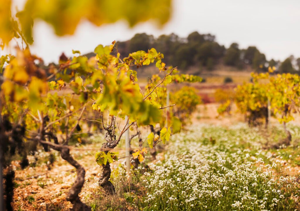 DO Utiel-Requena continues to lead organic viticulture in the Valencian Community