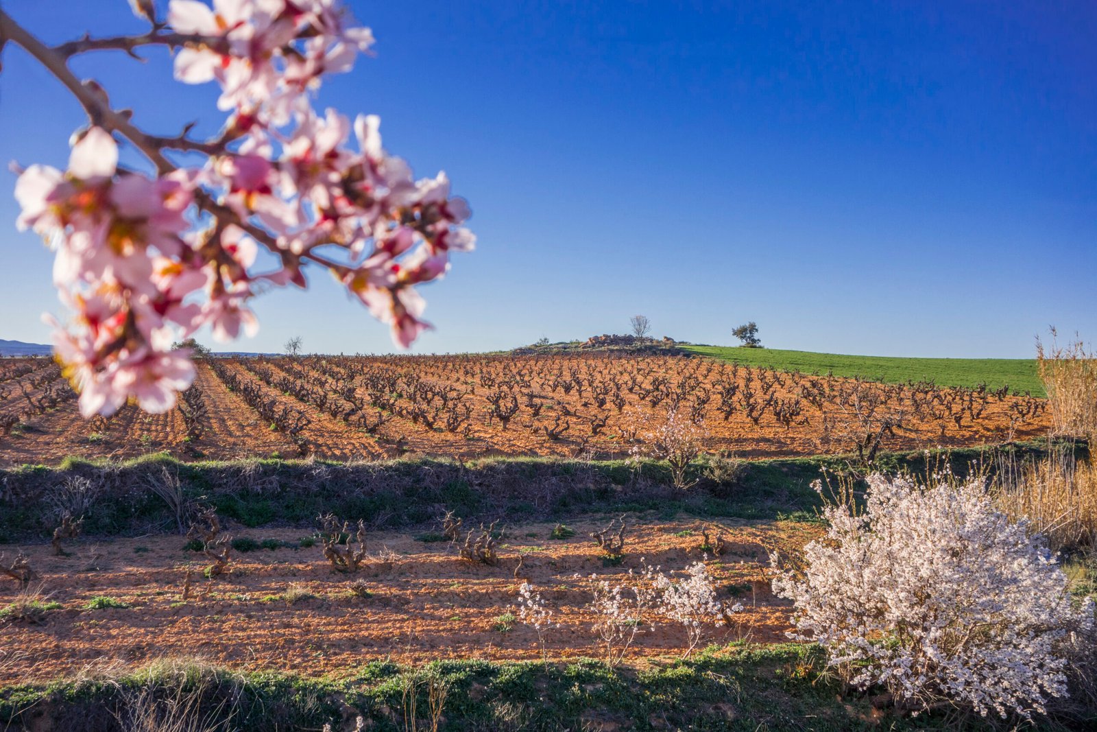 2.4- Naturaleza_Cepas_Invierno53