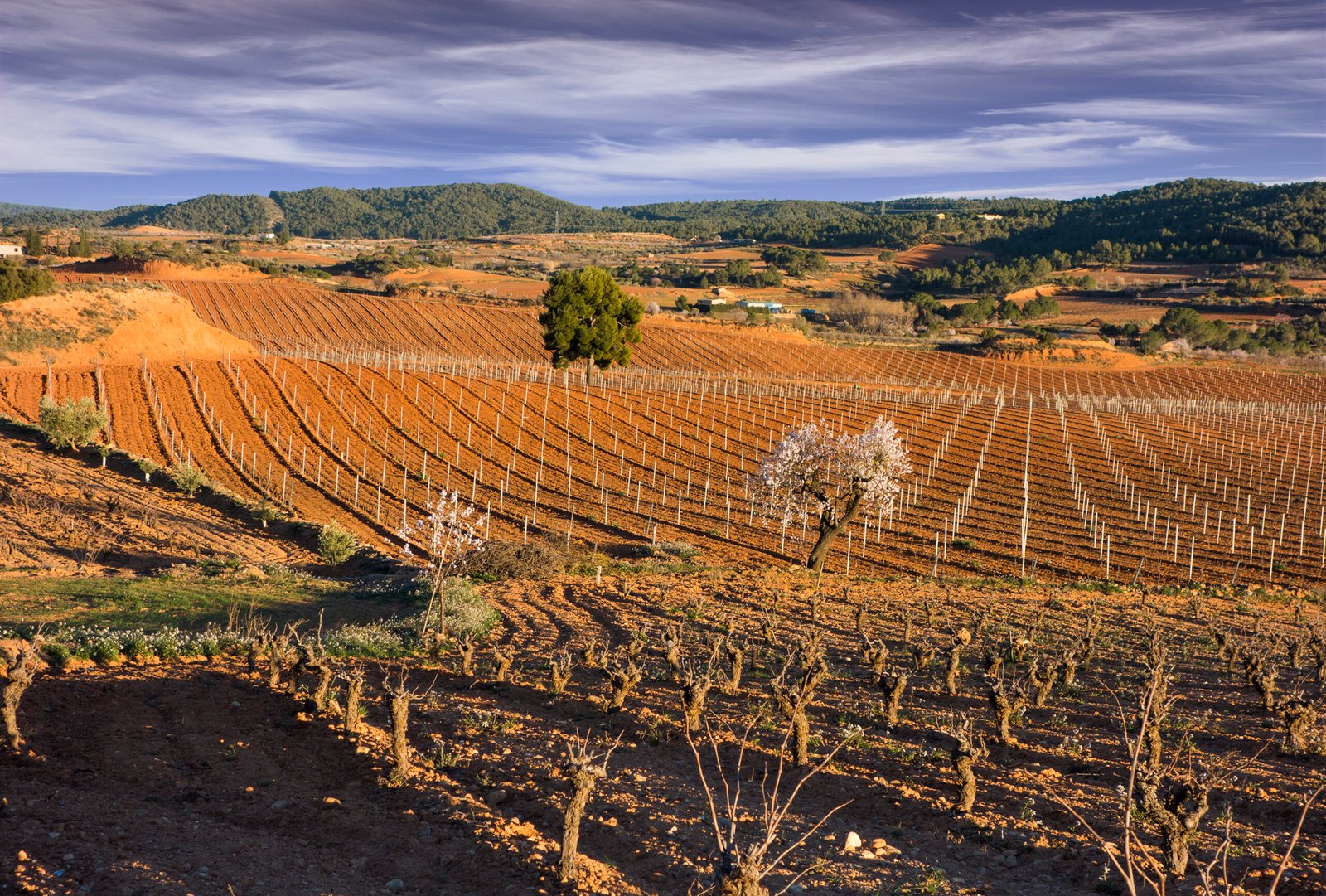 2.4- Naturaleza_Cepas_Invierno55