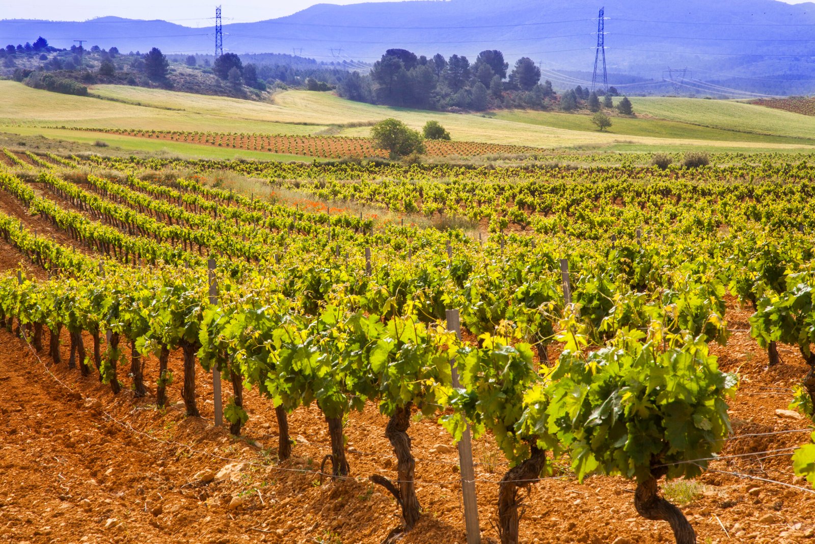 2.4- Naturaleza_Cepas_Primavera00062