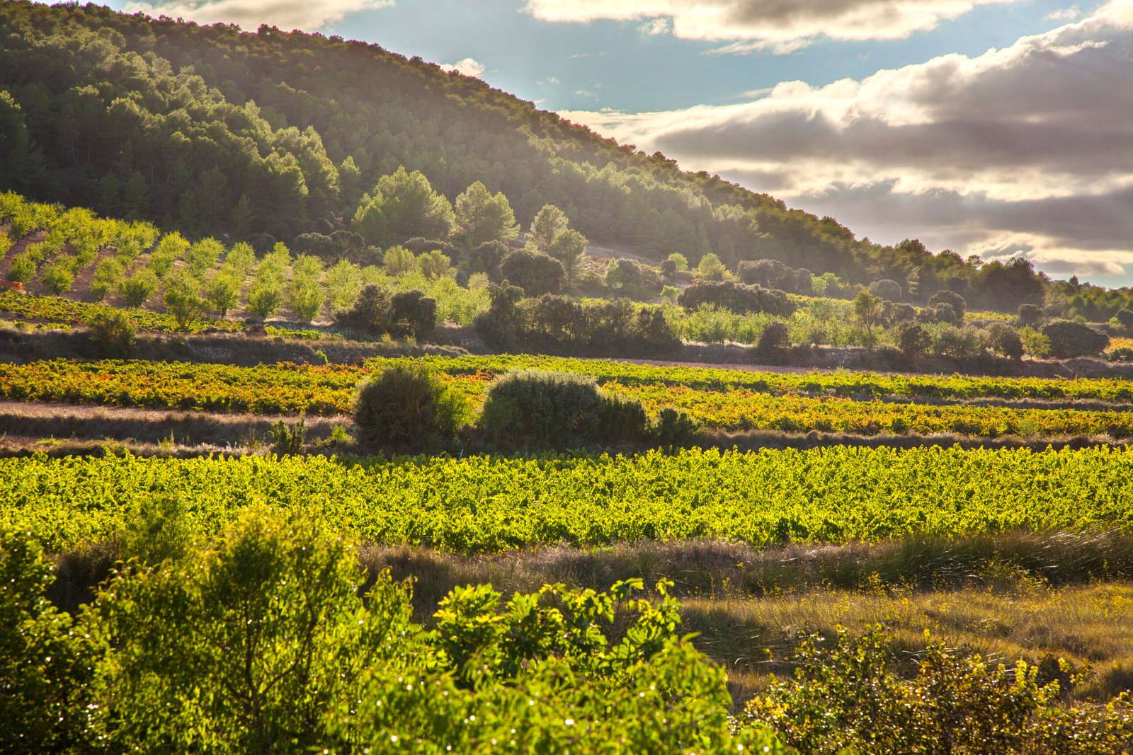 2.4- Naturaleza_Cepas_Verano39
