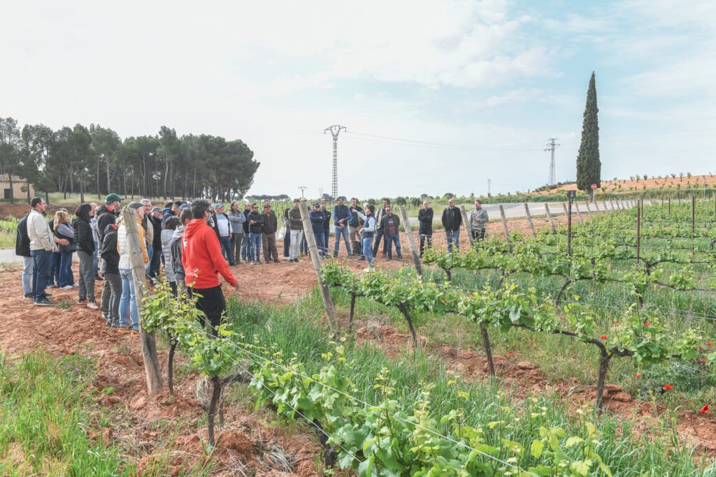 La DO Utiel-Requena escoge las cubiertas vegetales como tema central de su Jornada de viticultura