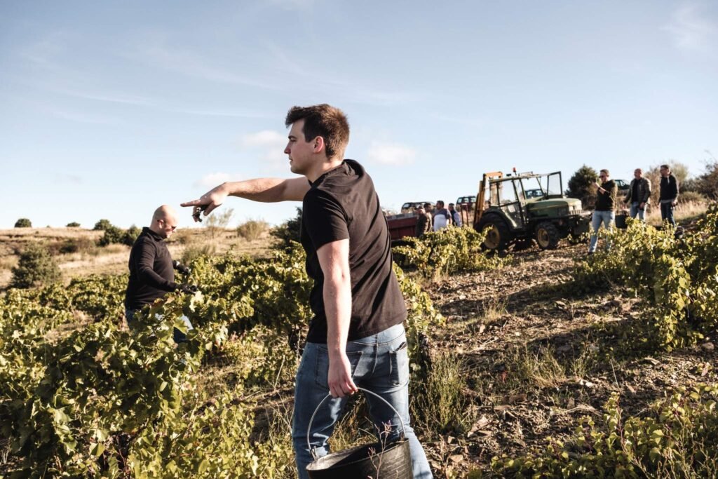 La vendimia en Utiel-Requena: cuándo y cómo se recoge cada uva
