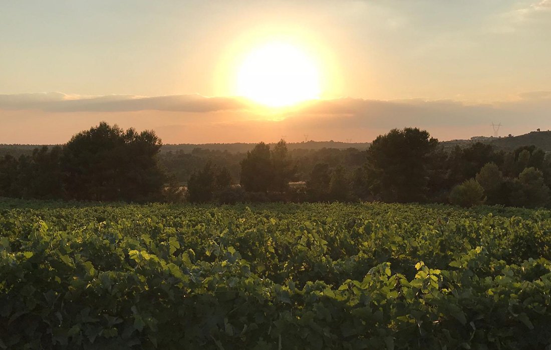 Atardecer sobre los viñedos de Bodegas Sentencia en Los Pedrones
