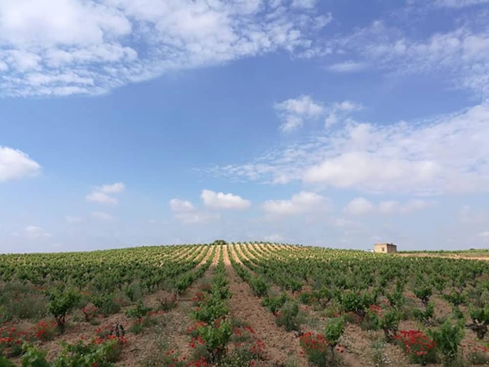 Qué es un vino de pago y en qué se diferencia de una DO
