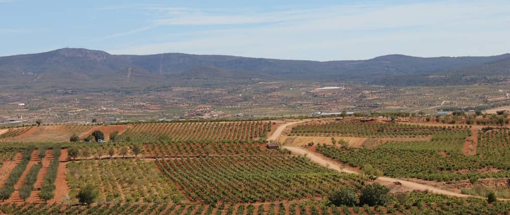 Panorámica de los viñedos de la comarca Utiel-Requena junto a San Juan