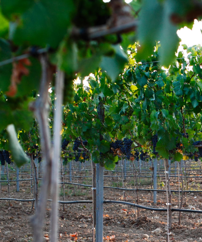 Viñedo en espaldera de pinot noir de Cerro Gallina en Campo Arcís