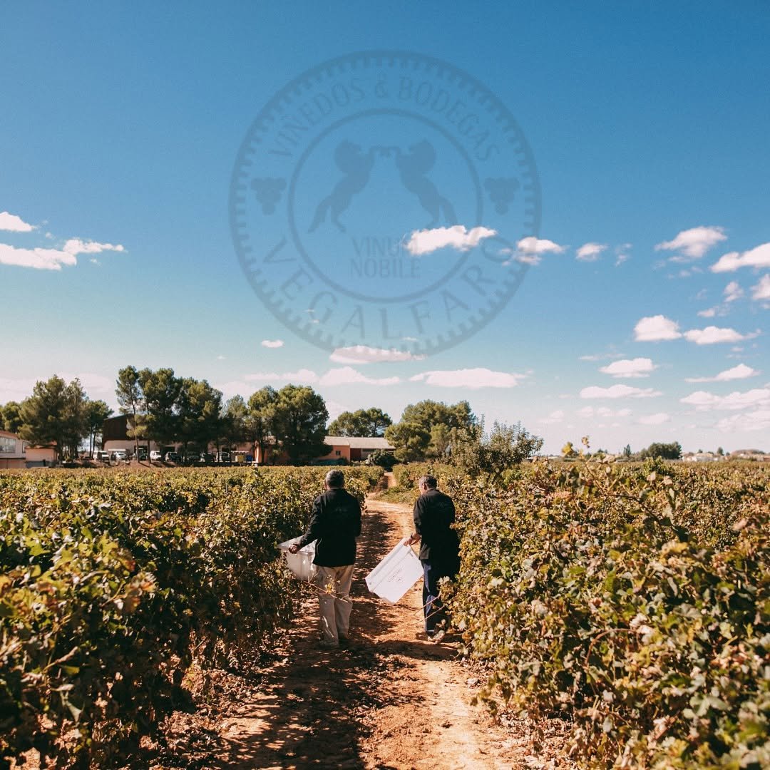Vendimia entre los viñedos de Bodegas Vegalfaro en Requena