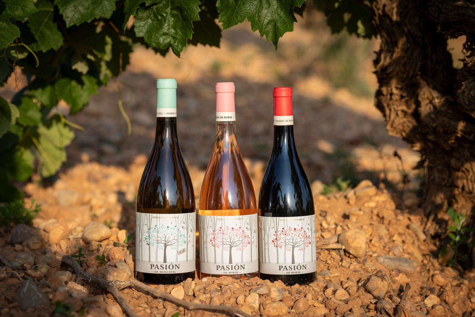 Botellas de Pasión de Bobal junto a una cepa vieja del viñedo