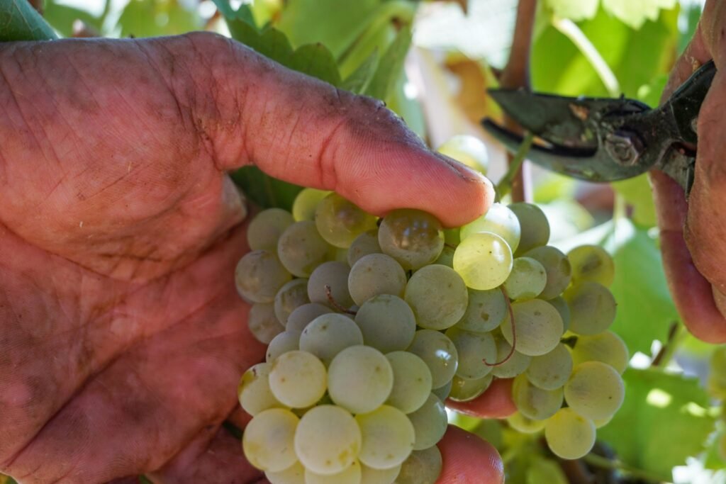 El Macabeo en Utiel-Requena: la blanca más plantada