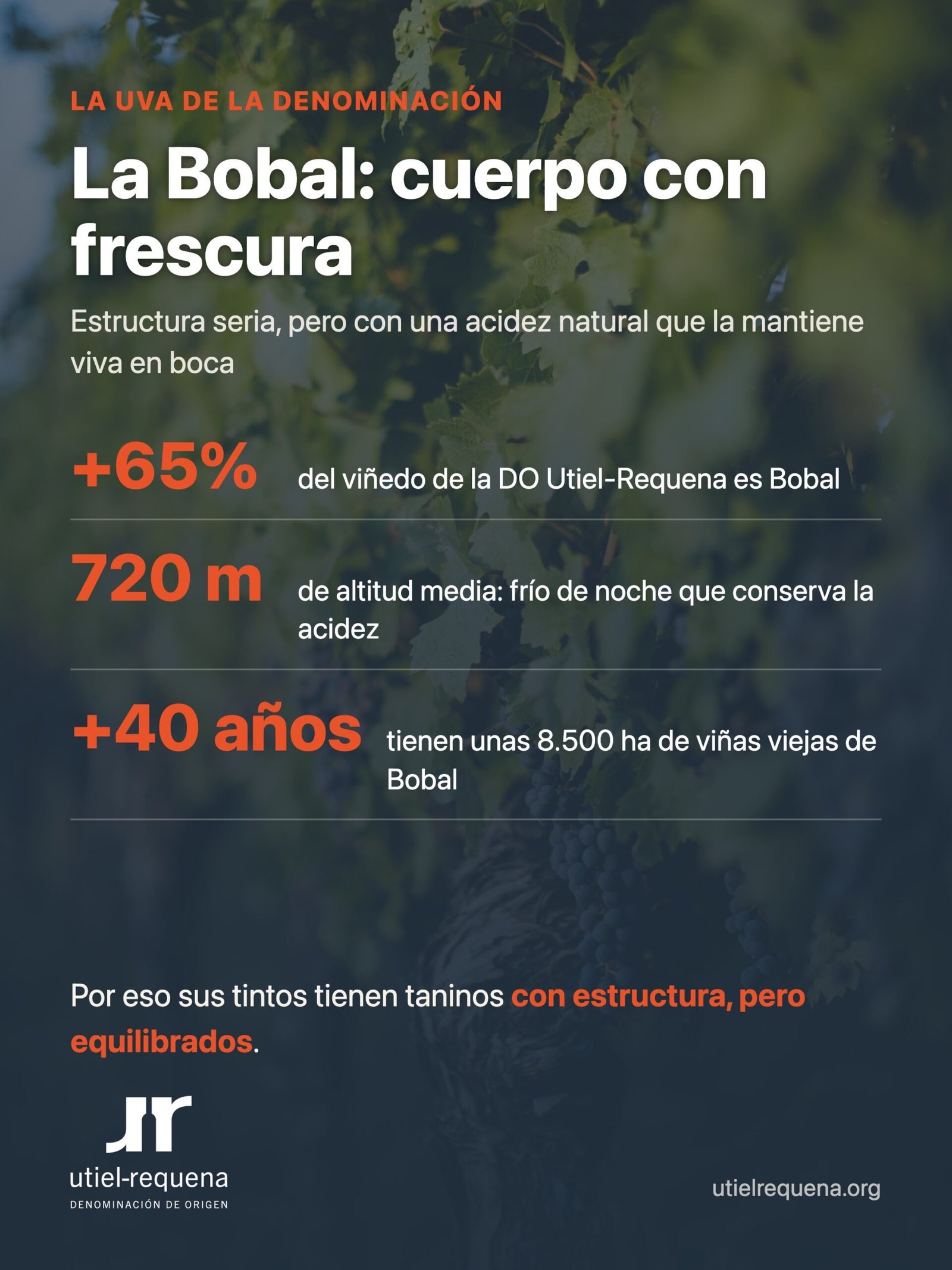 La uva Bobal de la DO Utiel-Requena: estructura tánica con acidez natural por la altitud del viñedo
