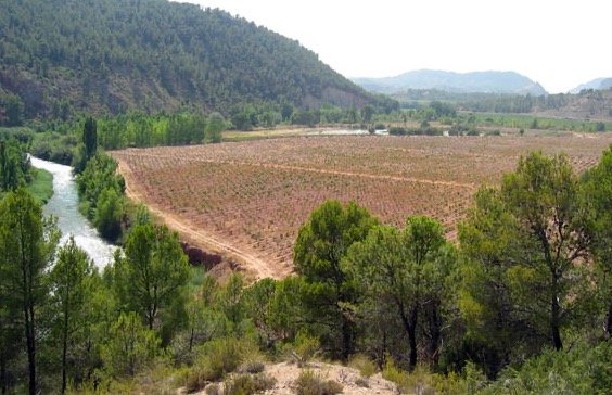 El río Cabriel junto a los viñedos de la Finca Caballero de Emilio Clemente