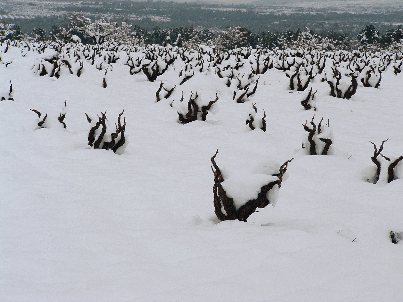 Cepas viejas nevadas de Bodegas Sentencia en la comarca Utiel-Requena