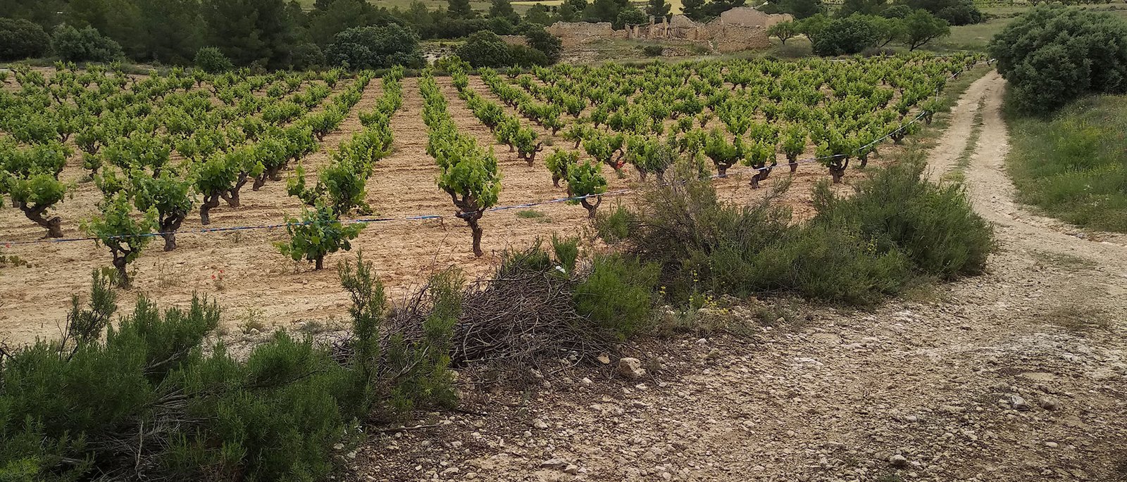 Viñedo en vaso de Dussart Pedrón en la meseta de Los Pedrones, Requena