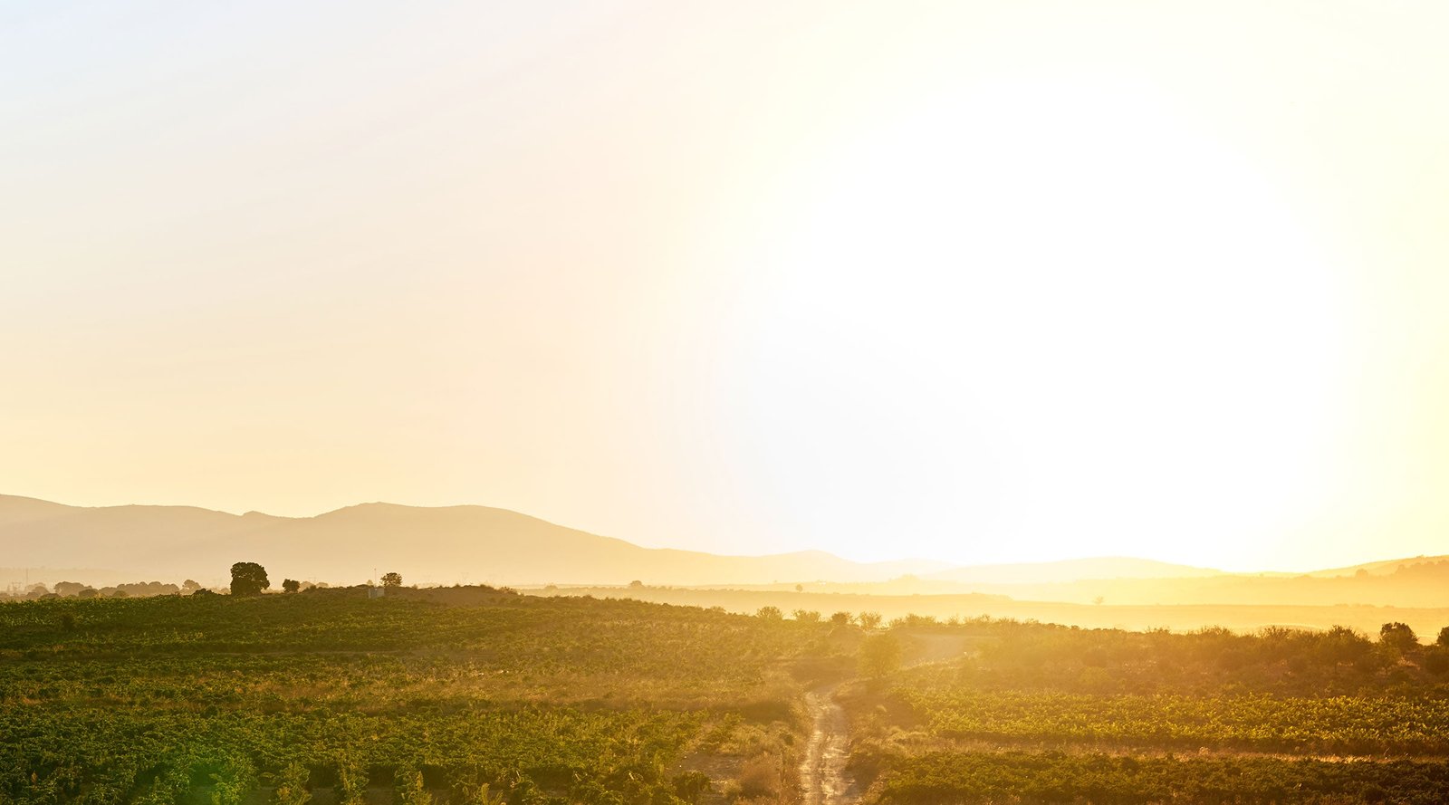 Amanecer sobre los viñedos de Viña de Eufemia en la meseta de Requena