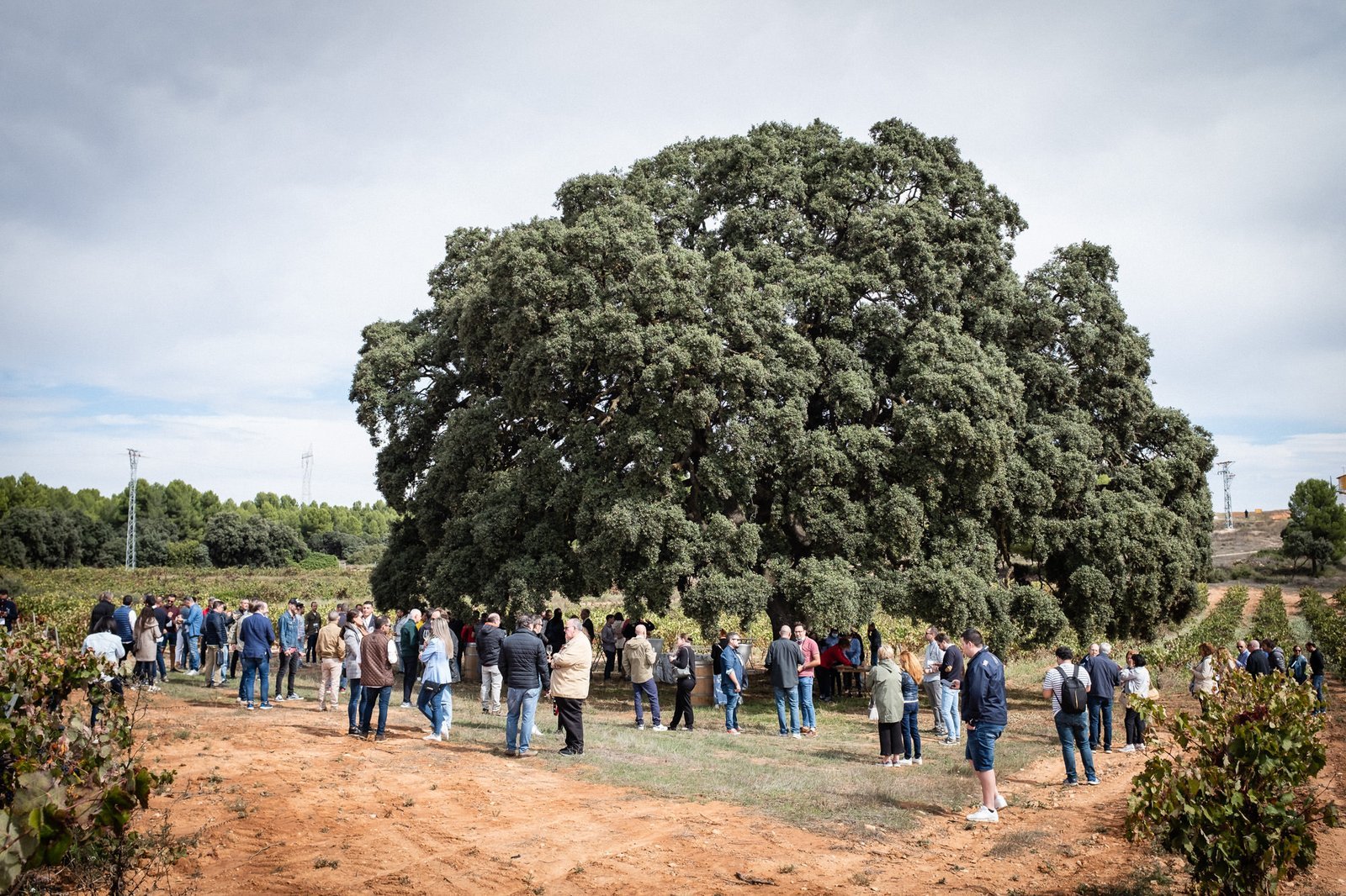 Grupo de visitantes en una experiencia de enoturismo entre los viñedos de la DO Utiel-Requena