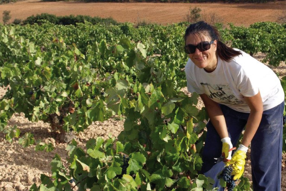 Viticultora vendimiando a mano entre viñas viejas de Bobal