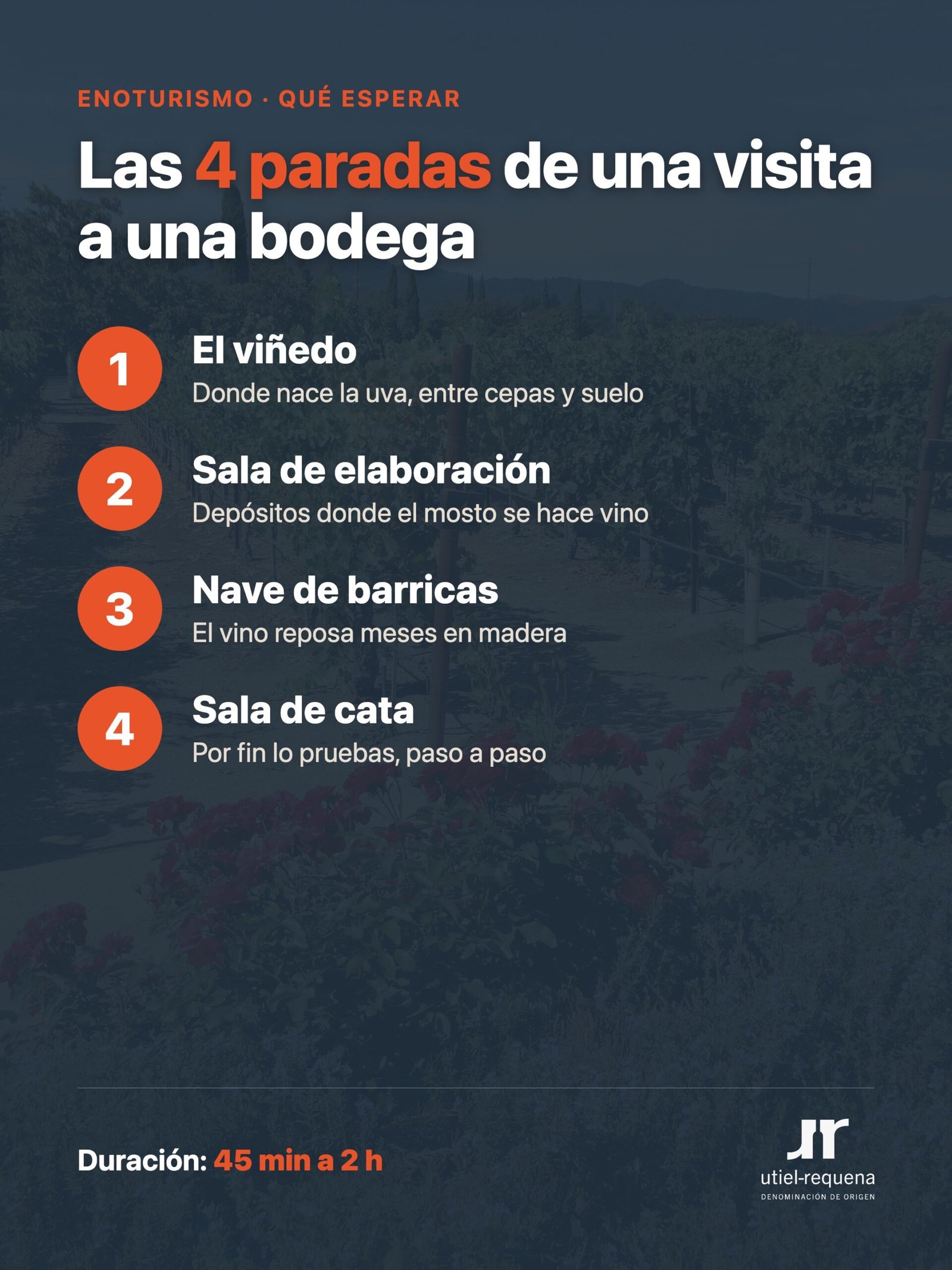 Las 4 paradas de una visita a una bodega: viñedo, elaboración, barricas y cata