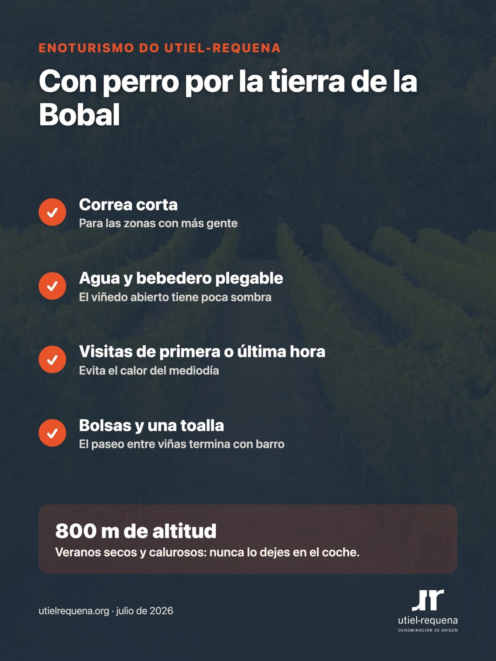 Qué llevar para ir de enoturismo con perro por la tierra de la Bobal