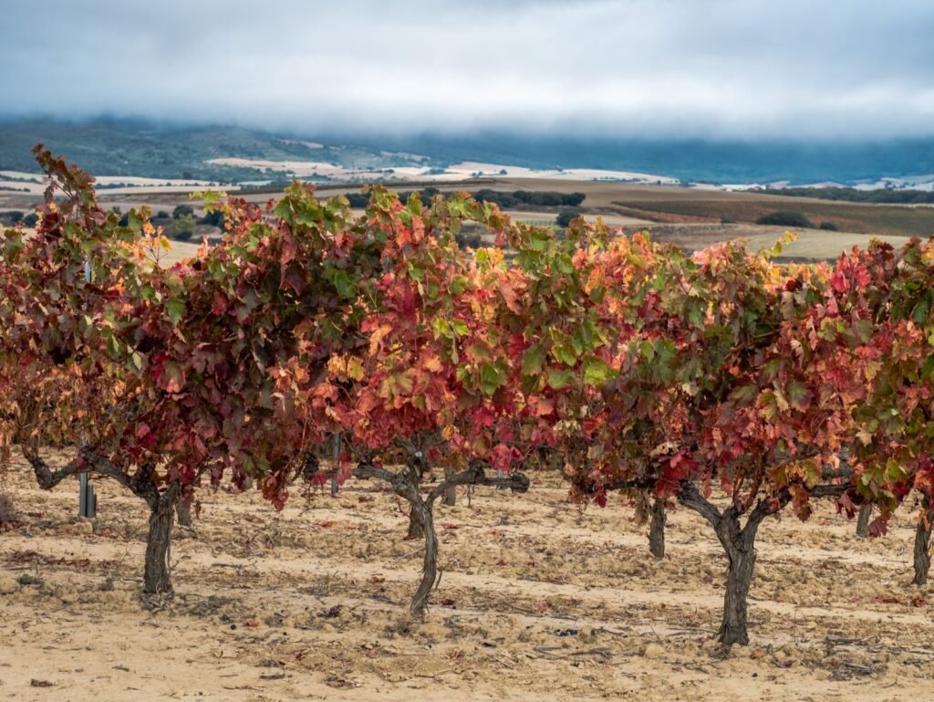 Viñedo de uva Bobal en vaso en otoño en la comarca de Utiel-Requena