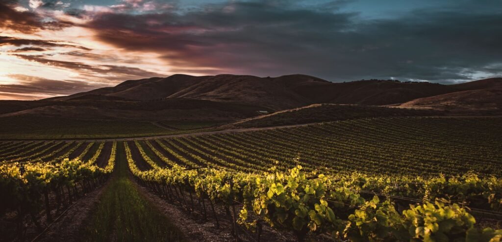 Viñedos al atardecer en la DO Utiel-Requena, el escenario de un día de enoturismo de regalo