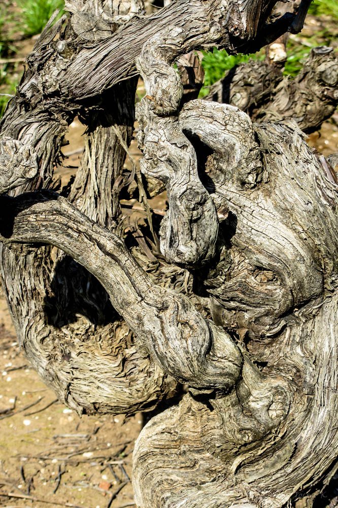 Cepa vieja de Bobal de más de 40 años en la DO Utiel-Requena