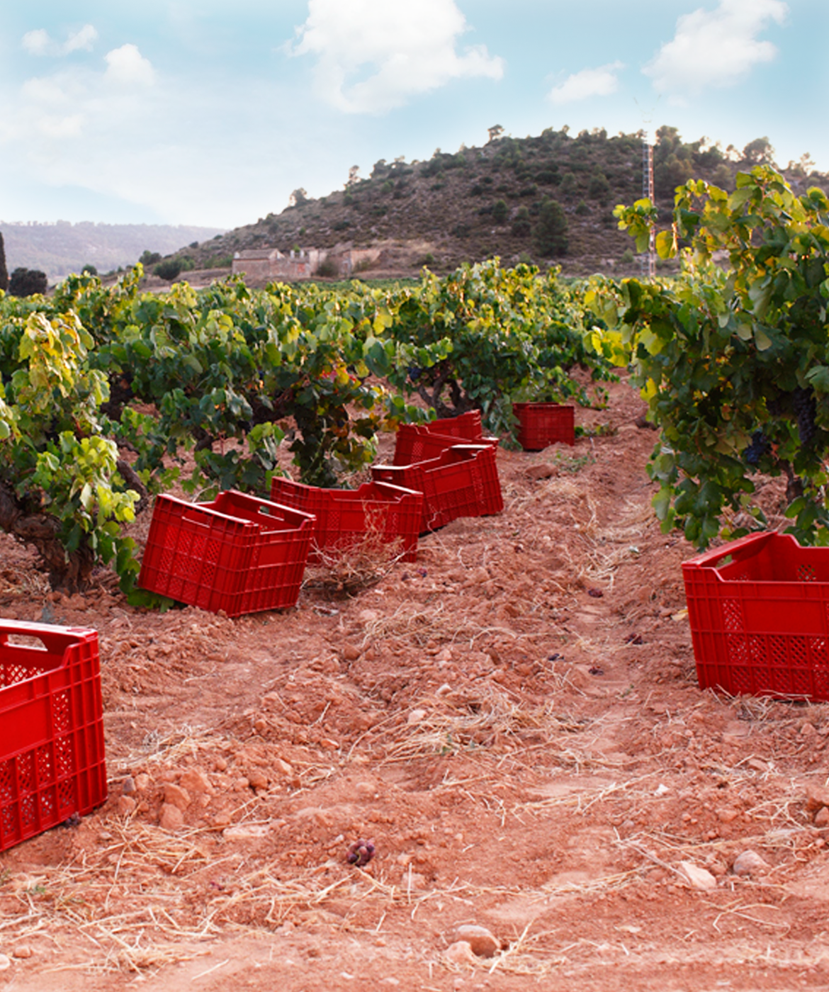 Cajas de vendimia manual en el viñedo de Cerro Gallina al pie del cerro